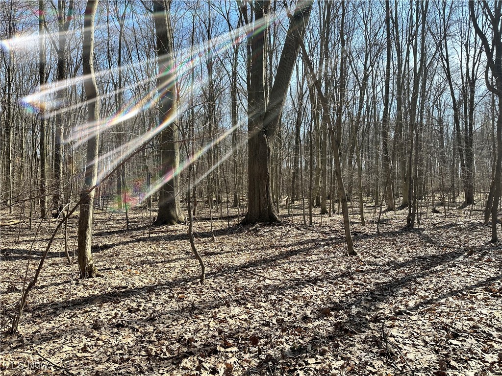 2832 Maple Road Jefferson, OH 44047 - Photo 15 of 26 View of nature