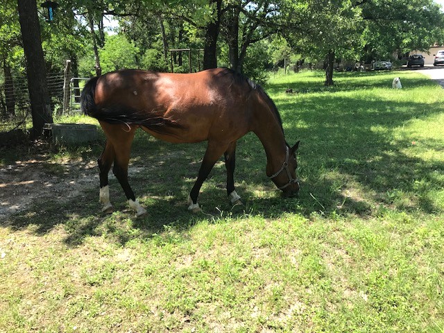 298 Jenkins Road Cedar Creek, TX 78612 - Photo 9 of 40 Happy horses have lived here