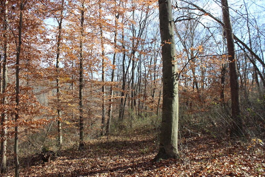 0 Ford Rd Mount Zanesville, OH 43701 - Photo 13 of 35
