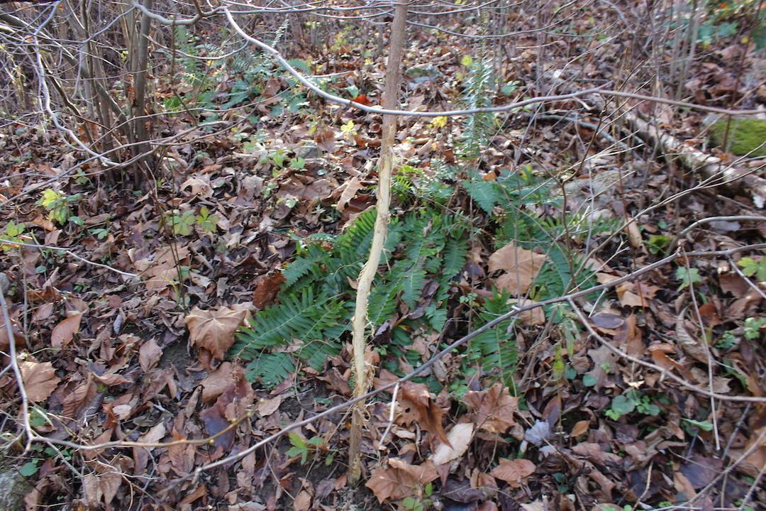 0 Ford Rd Mount Zanesville, OH 43701 - Photo 15 of 35