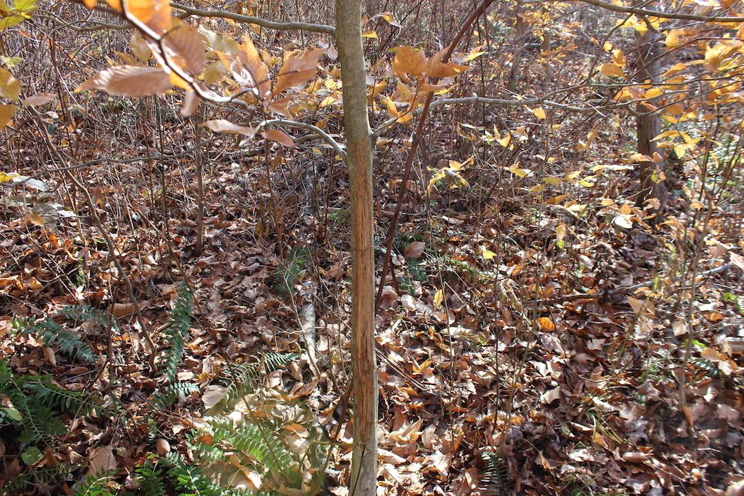 0 Ford Rd Mount Zanesville, OH 43701 - Photo 20 of 35
