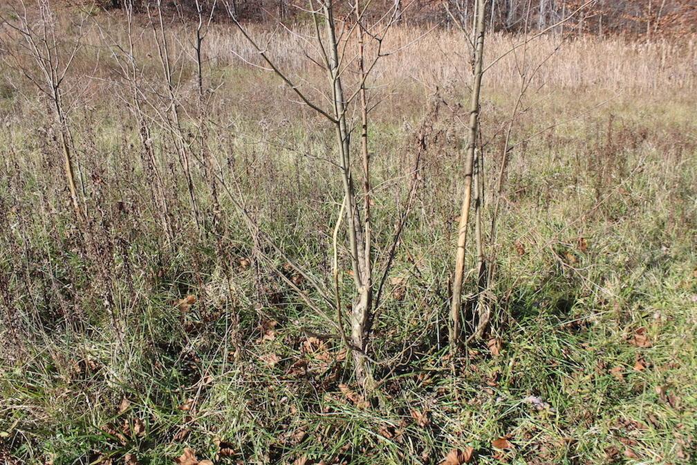 0 Ford Rd Mount Zanesville, OH 43701 - Photo 8 of 35