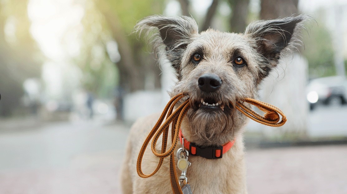 12327 McCrorey Trails Court Conroe, TX 77303 - Photo 31 of 34
