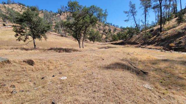 a view of a yard with a tree