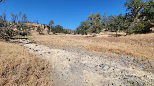 a view of a yard with plants and trees