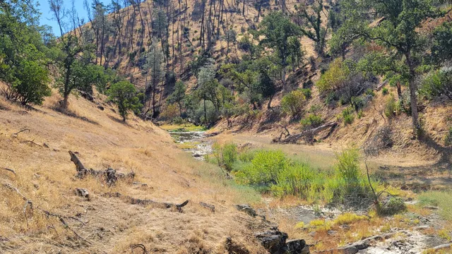 a view of a forest with a tree