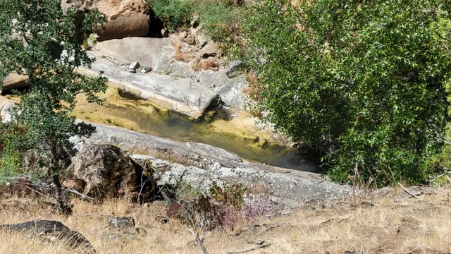 a view of a tree in a forest