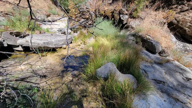 a blue swimming pool with a potted plants and large tree
