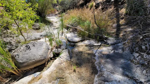a view of a white and white flowers