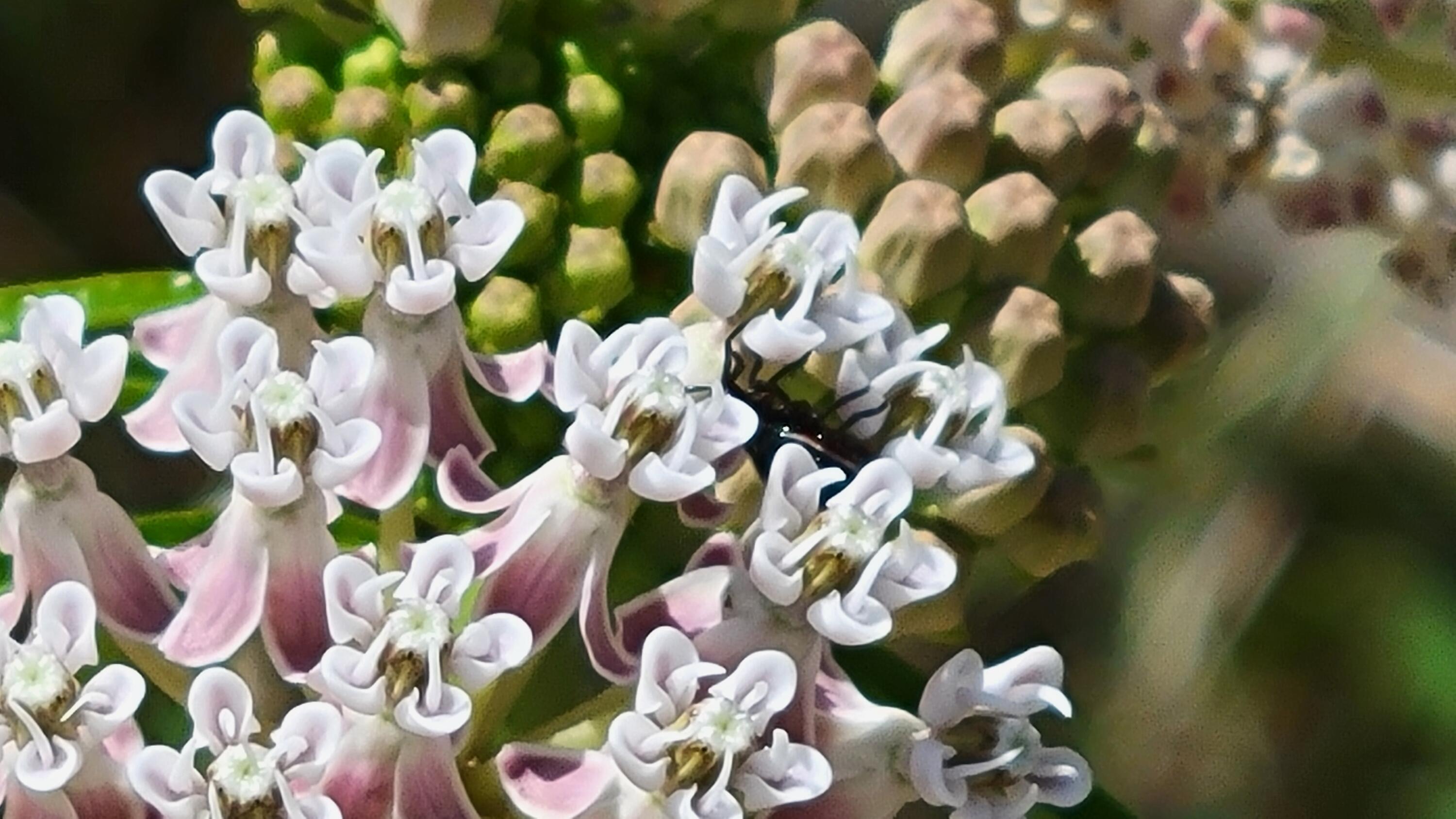 0 Vestal Road Platina, CA 96076 - Photo 31 of 59 a view of a white and white flowers