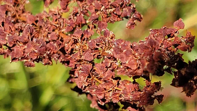a view of a snow with trees in the background