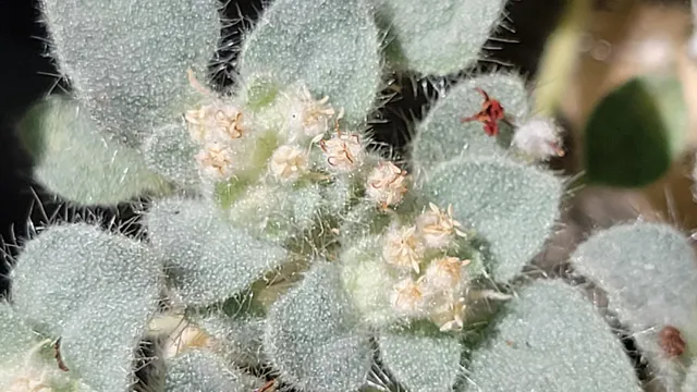 a view of a dry yard with trees in the background