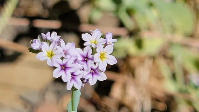 a view of a road with a yard