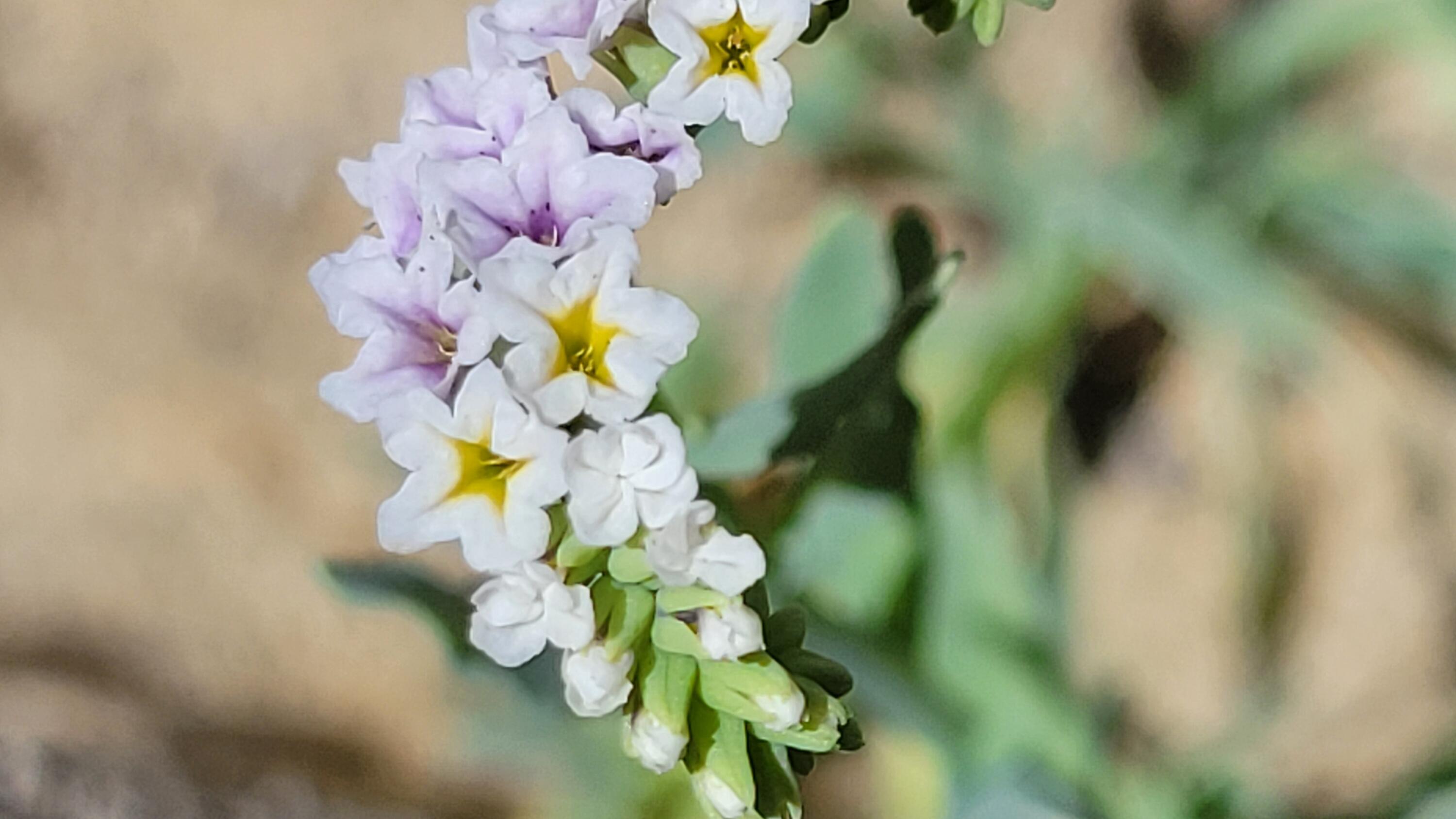 0 Vestal Road Platina, CA 96076 - Photo 37 of 59 a view of a flower
