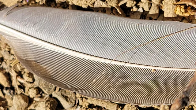 a view of a lake with a tree