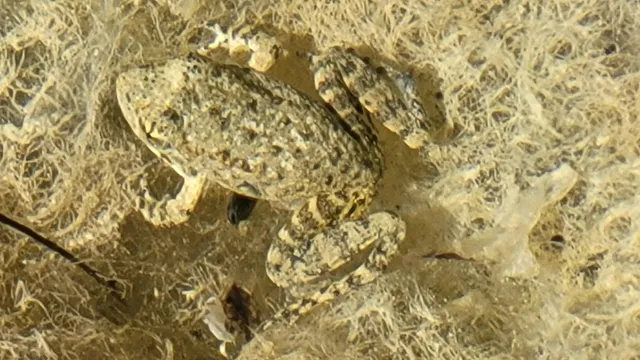 $146,000 | 0 Vestal Road, Platina, CA 96076