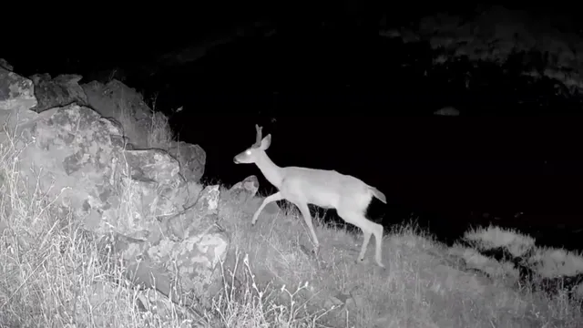 $146,000 | 0 Vestal Road, Platina, CA 96076