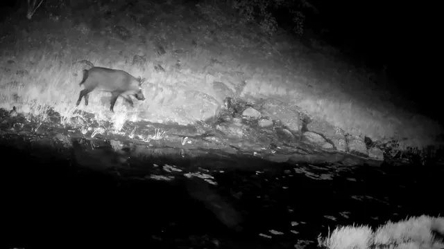 $146,000 | 0 Vestal Road, Platina, CA 96076