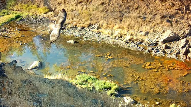 $146,000 | 0 Vestal Road, Platina, CA 96076