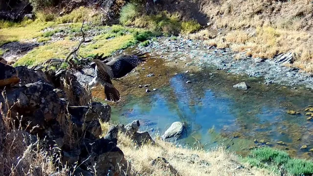 $146,000 | 0 Vestal Road, Platina, CA 96076