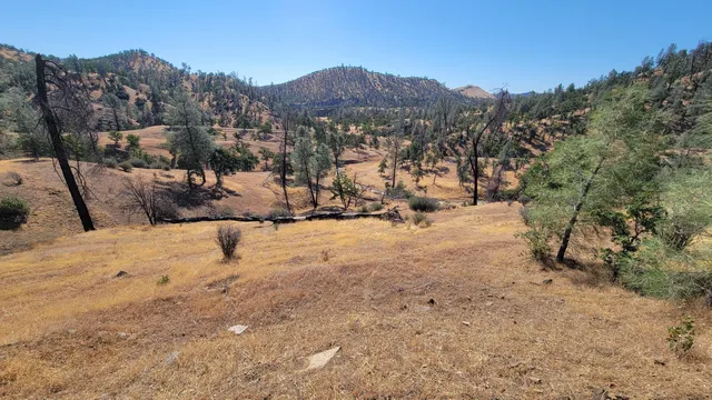 a view of a yard with a tree