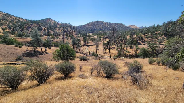 a view of a dry yard with green space