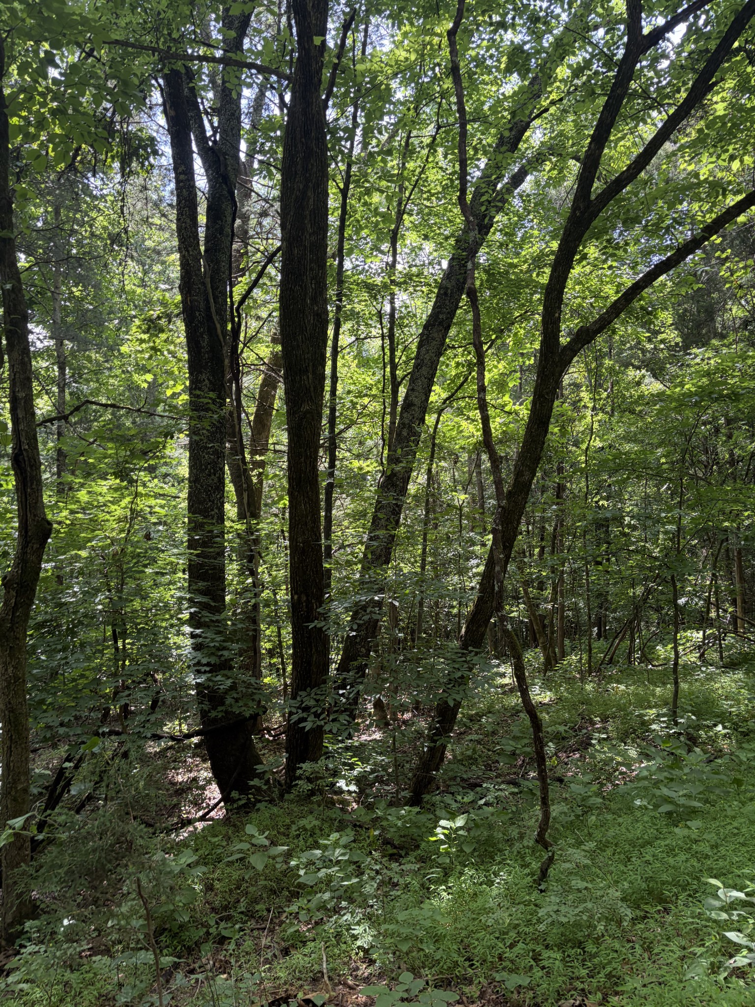 0 Kelso-Smithland Road Kelso, TN 37348 - Photo 42 of 45 a view of outdoor space and green space