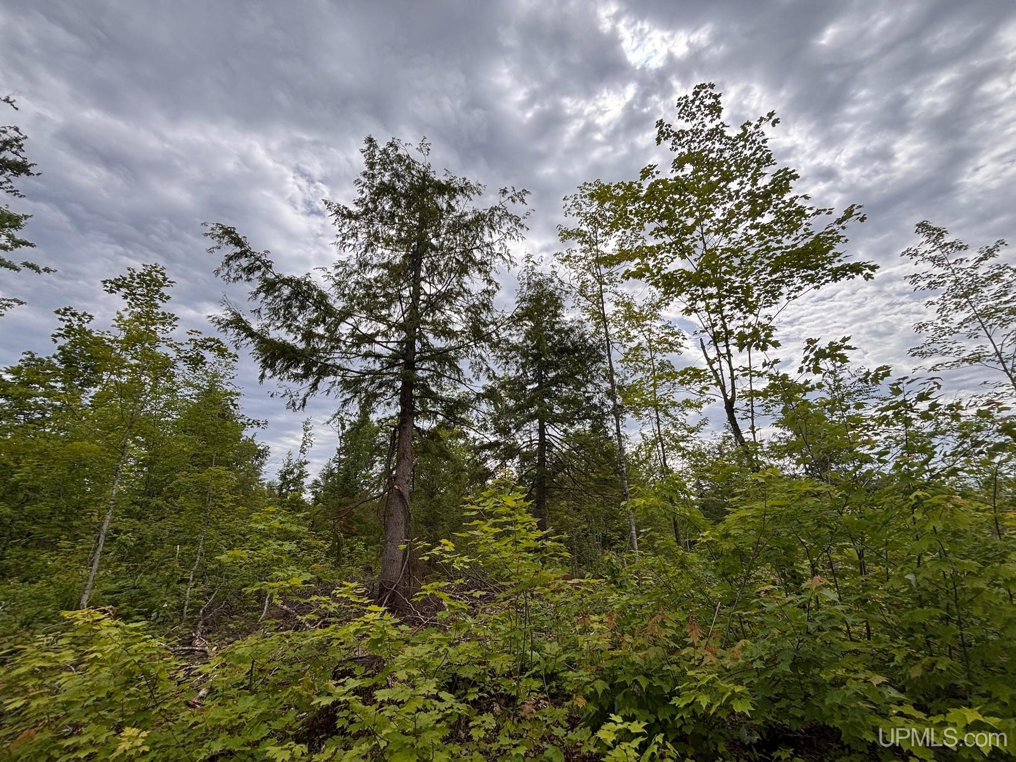 Tbd Pike Lake Road Toivola, MI 49965 - Photo 41 of 41 Gallery Image 41