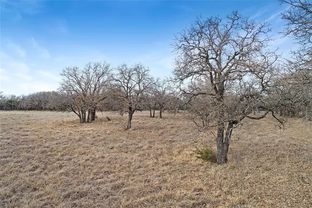 a view of a yard with a tree