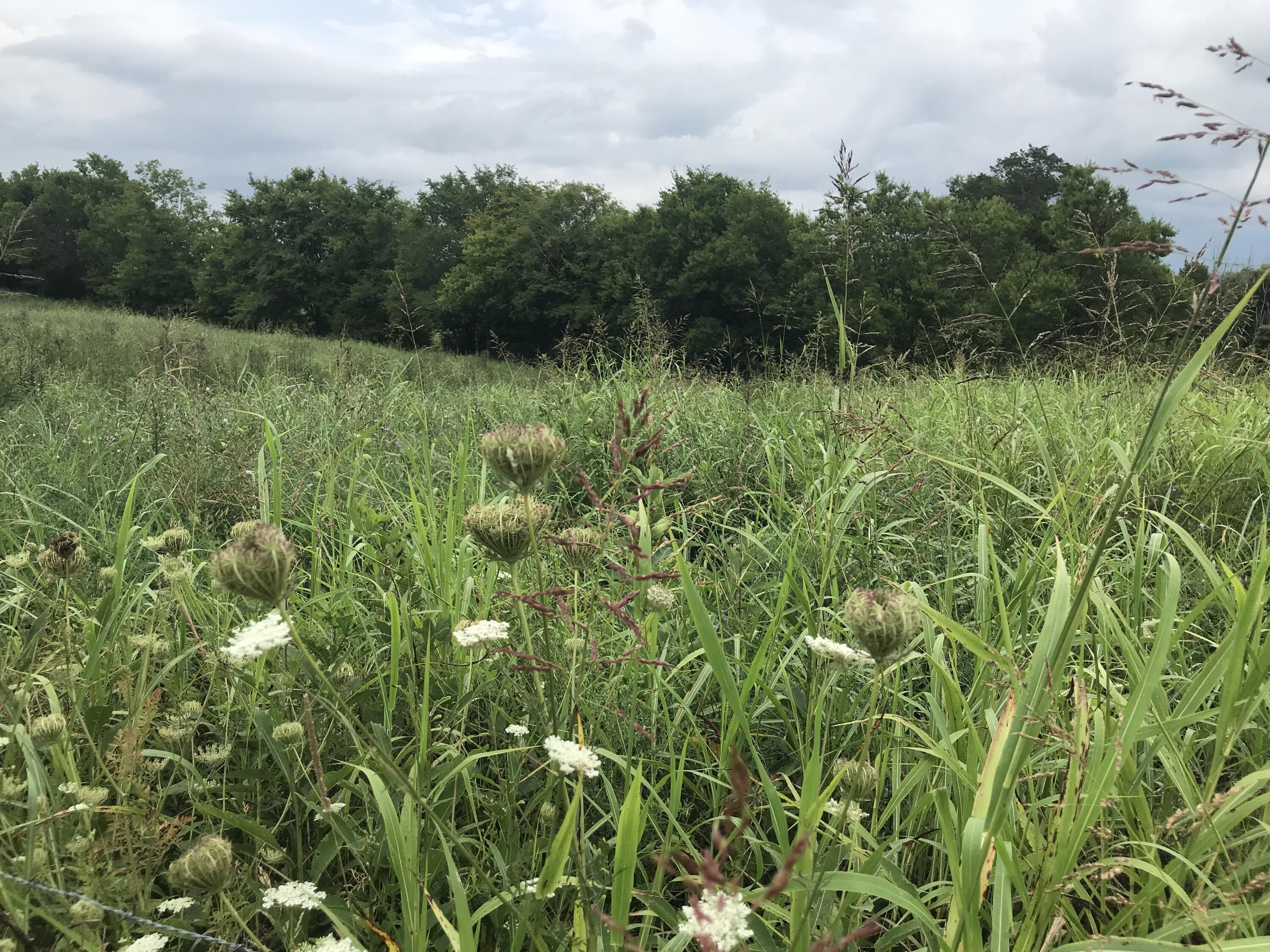 0 Billy Bible Road, Unit E44AC Greeneville, TN 37745 - Photo 8 of 26 IMG_1650