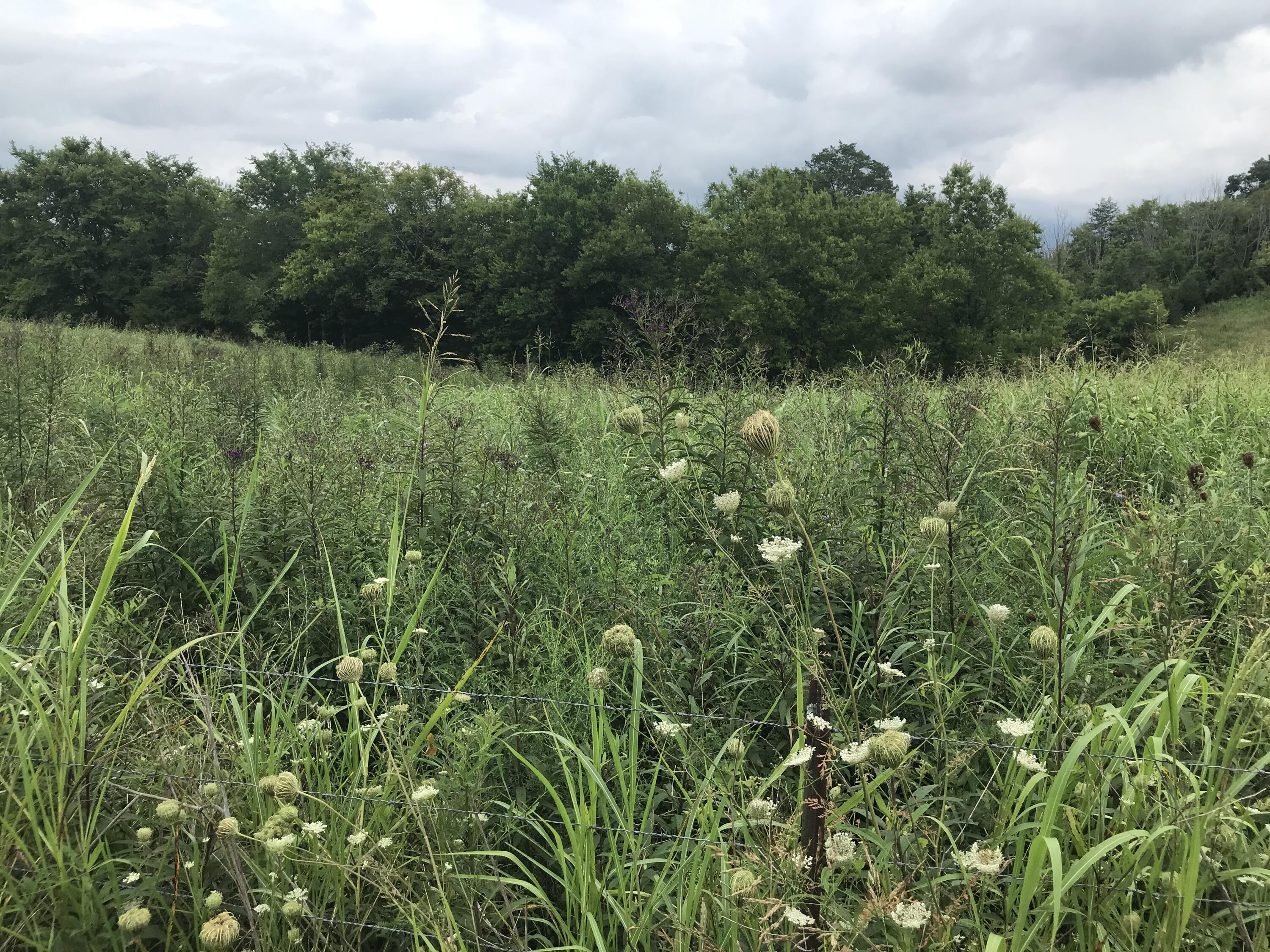 0 Billy Bible Road, Unit E44AC Greeneville, TN 37745 - Photo 9 of 26 IMG_1651
