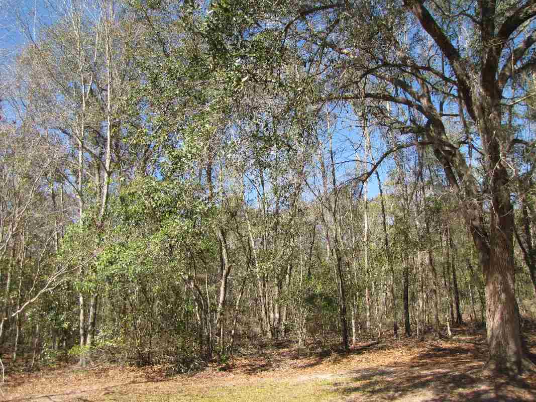 1933 Northwest Ebenezer Church Road Madison, FL 32340 - Photo 21 of 36