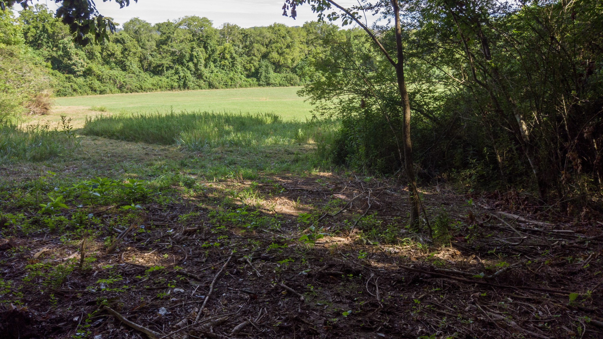 1 Boxley Valley Road Franklin, TN 37064 - Photo 13 of 67 a view of a field with lots of trees