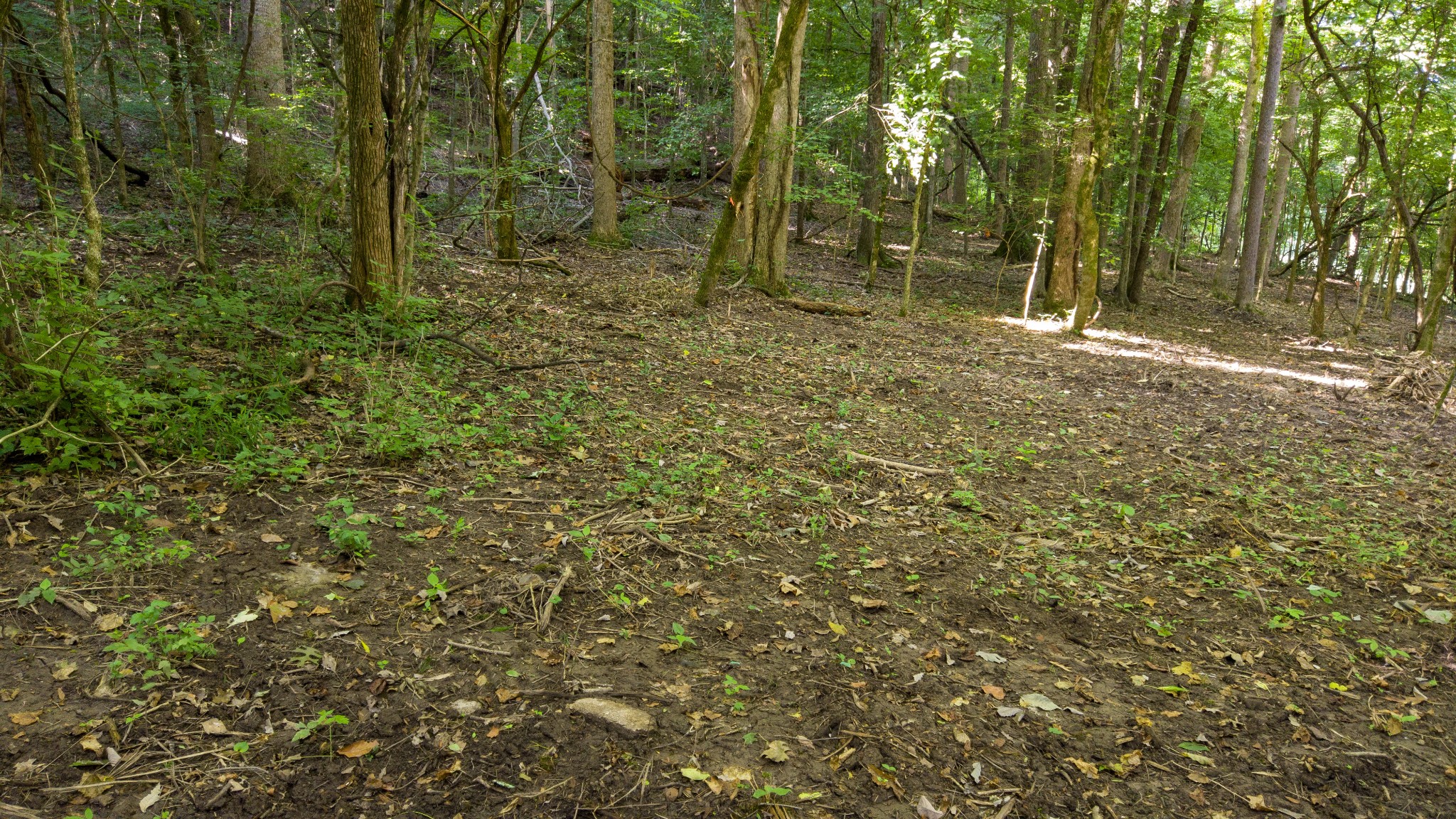 1 Boxley Valley Road Franklin, TN 37064 - Photo 16 of 67 a view of outdoor space and yard