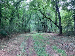 1 Boxley Valley Road Franklin, TN 37064 - Photo 26 of 67 a view of a large yard with lots of green space
