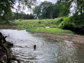 1 Boxley Valley Road Franklin, TN 37064 - Photo 30 of 67 a view of a yard with plants and trees