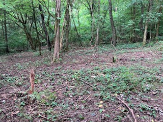 1 Boxley Valley Road Franklin, TN 37064 - Photo 35 of 67 a view of a forest that has large trees