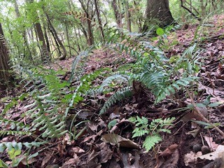1 Boxley Valley Road Franklin, TN 37064 - Photo 36 of 67 a backyard of a house