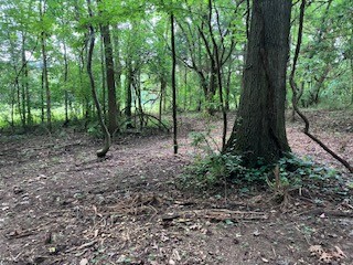 1 Boxley Valley Road Franklin, TN 37064 - Photo 37 of 67 a view of outdoor space with lots of trees