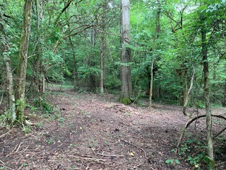 1 Boxley Valley Road Franklin, TN 37064 - Photo 38 of 67 a view of a forest with trees in the background