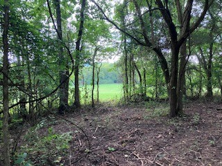 1 Boxley Valley Road Franklin, TN 37064 - Photo 39 of 67 a view of a forest with trees