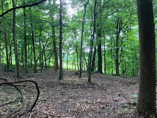 1 Boxley Valley Road Franklin, TN 37064 - Photo 42 of 67 a view of a forest with trees in the background