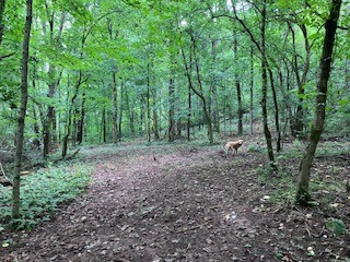 1 Boxley Valley Road Franklin, TN 37064 - Photo 43 of 67 a view of a forest that has large trees