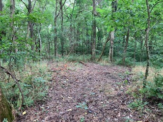 1 Boxley Valley Road Franklin, TN 37064 - Photo 45 of 67 a view of a forest that has large trees