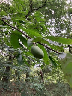 1 Boxley Valley Road Franklin, TN 37064 - Photo 46 of 67