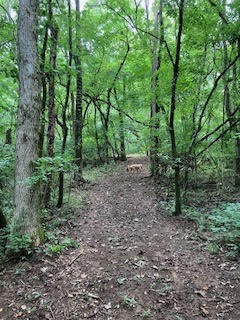 1 Boxley Valley Road Franklin, TN 37064 - Photo 47 of 67 a big yard with lots of green space and deers