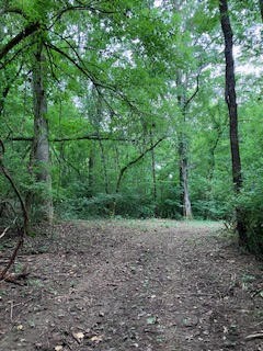 1 Boxley Valley Road Franklin, TN 37064 - Photo 48 of 67 a view of a forest with trees in the background