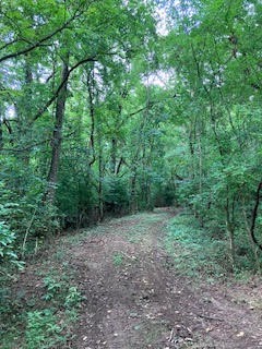 1 Boxley Valley Road Franklin, TN 37064 - Photo 49 of 67 a view of a forest with trees in the background