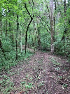 1 Boxley Valley Road Franklin, TN 37064 - Photo 52 of 67 a view of a forest filled with trees