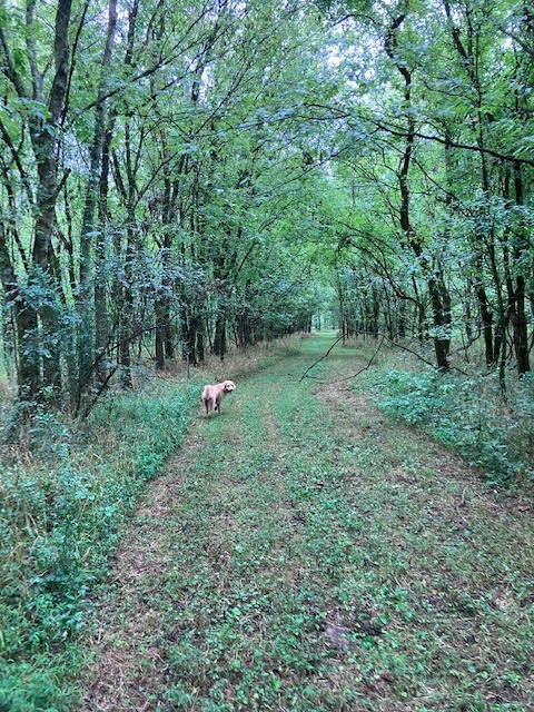 1 Boxley Valley Road Franklin, TN 37064 - Photo 63 of 67 a view of a green field with lots of bushes